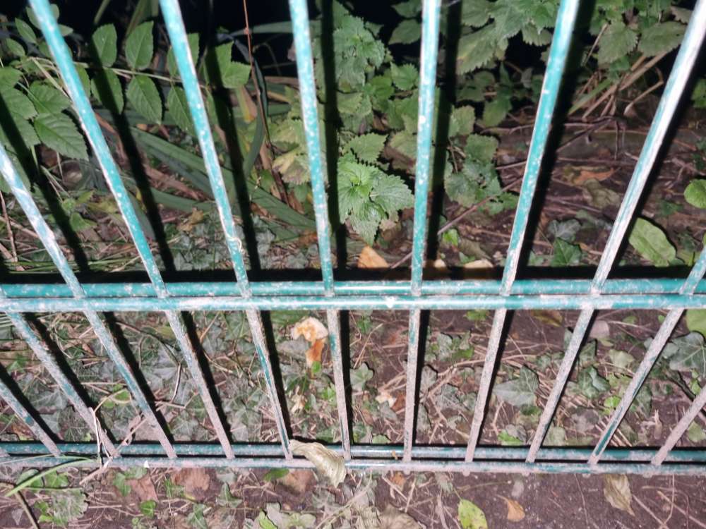 Giftköder-Brot mit Füllung-Profilbild