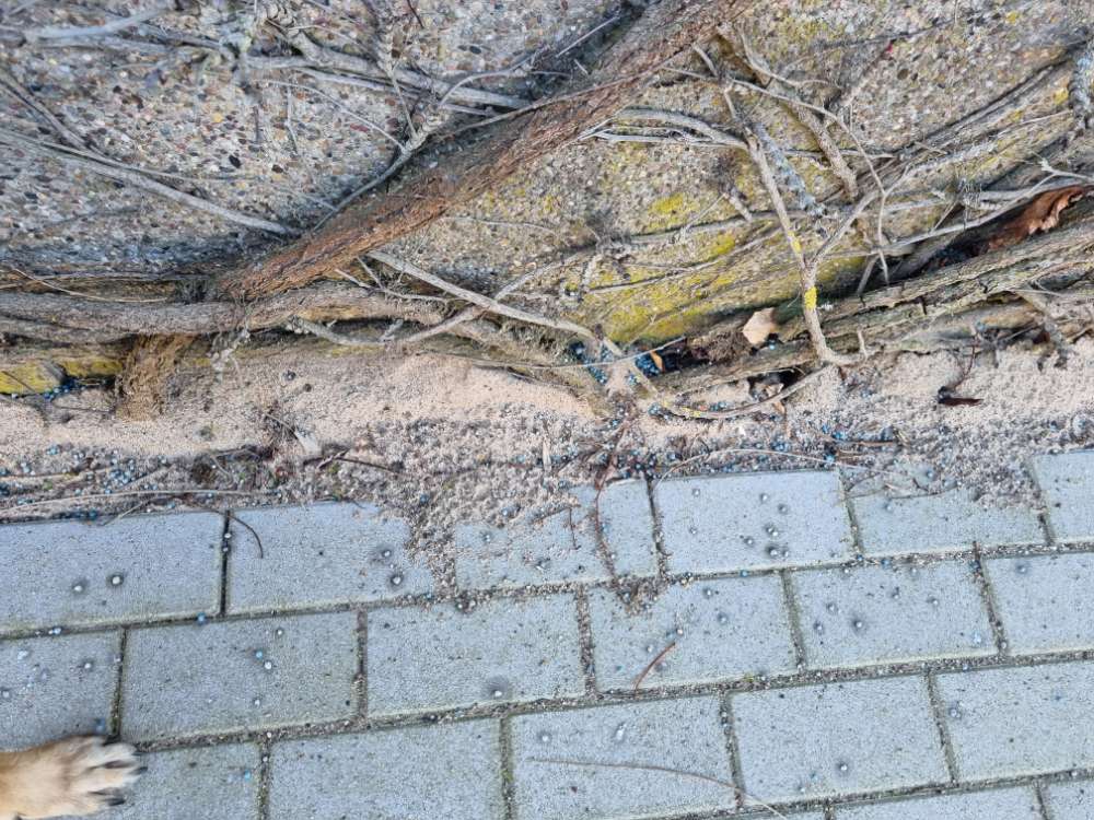 Giftköder-Blaukorn-Profilbild