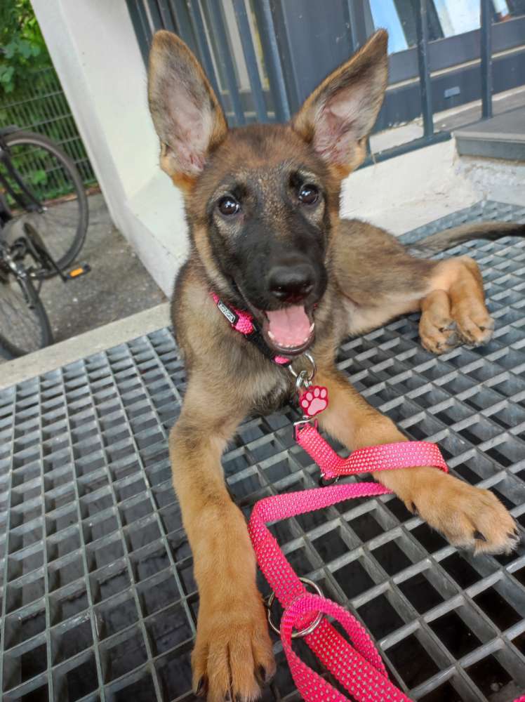 Hundetreffen-Spielen und springen-Profilbild