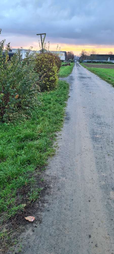 Giftköder-Undefinierbarer Teil eines Tiers-Profilbild