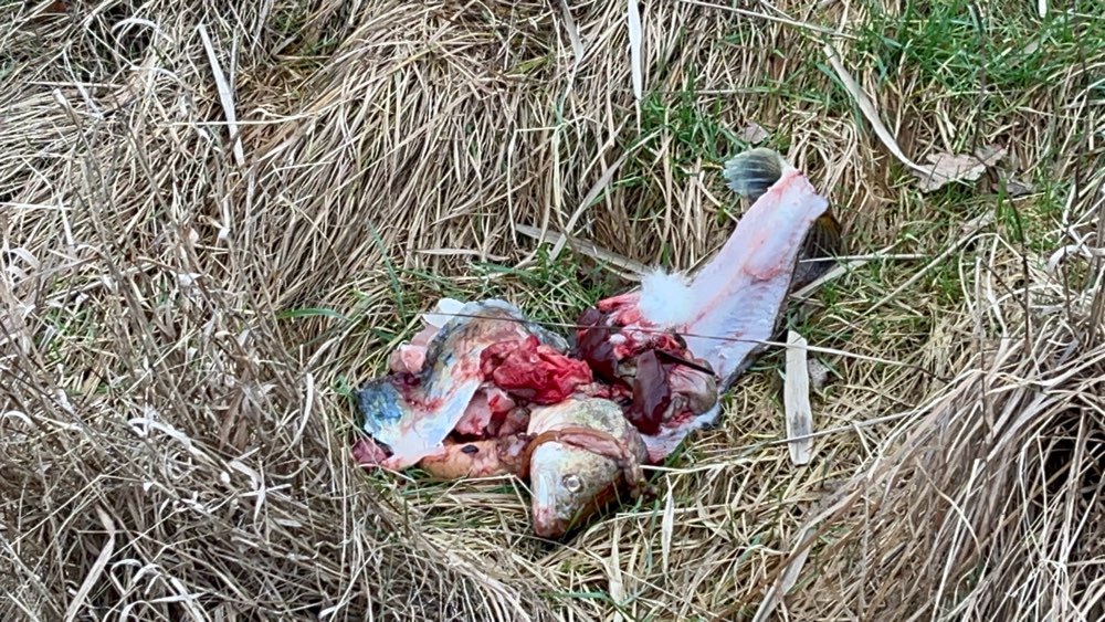 Giftköder-Evtl. Giftkoeder zw. Mödo und Erlangen-Profilbild