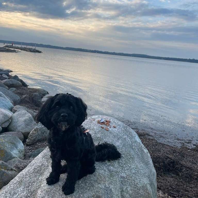 Hundetreffen-Social Walk / Training-Profilbild