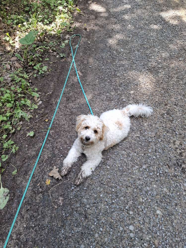 Hundetreffen-Spiel- und Gassi Kumpel gesucht-Profilbild