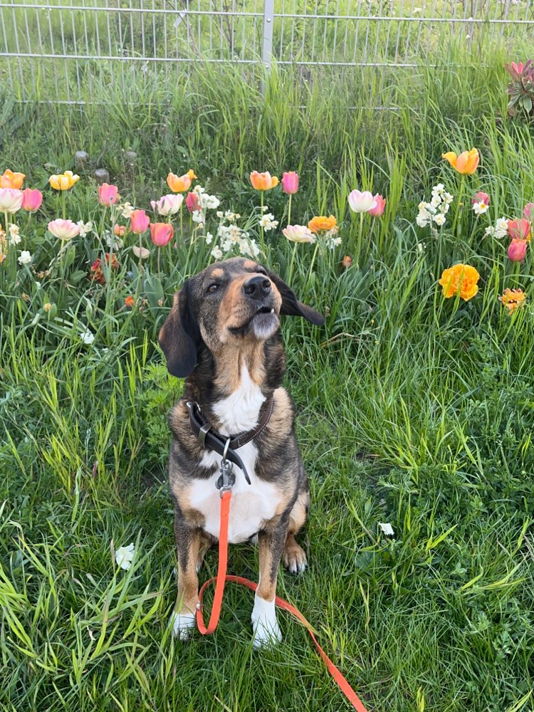 Hundetreffen-Spaziergang/Social Walk  im Friedrichshain-Profilbild