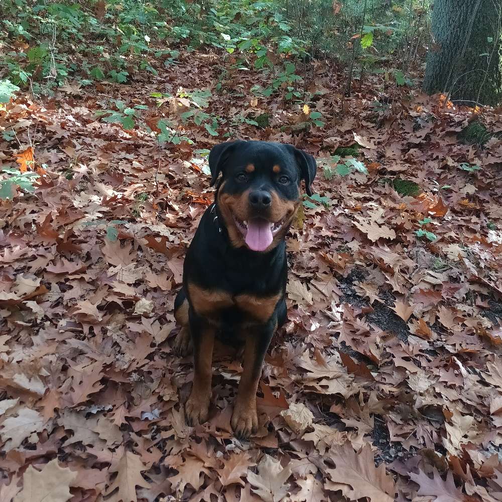 Hundetreffen-Großer Spielfreud gesucht 😊-Profilbild