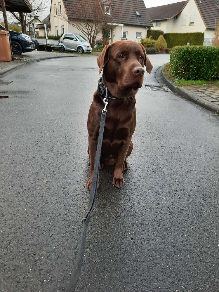 Hundetreffen-Soziale Kontakte-Profilbild