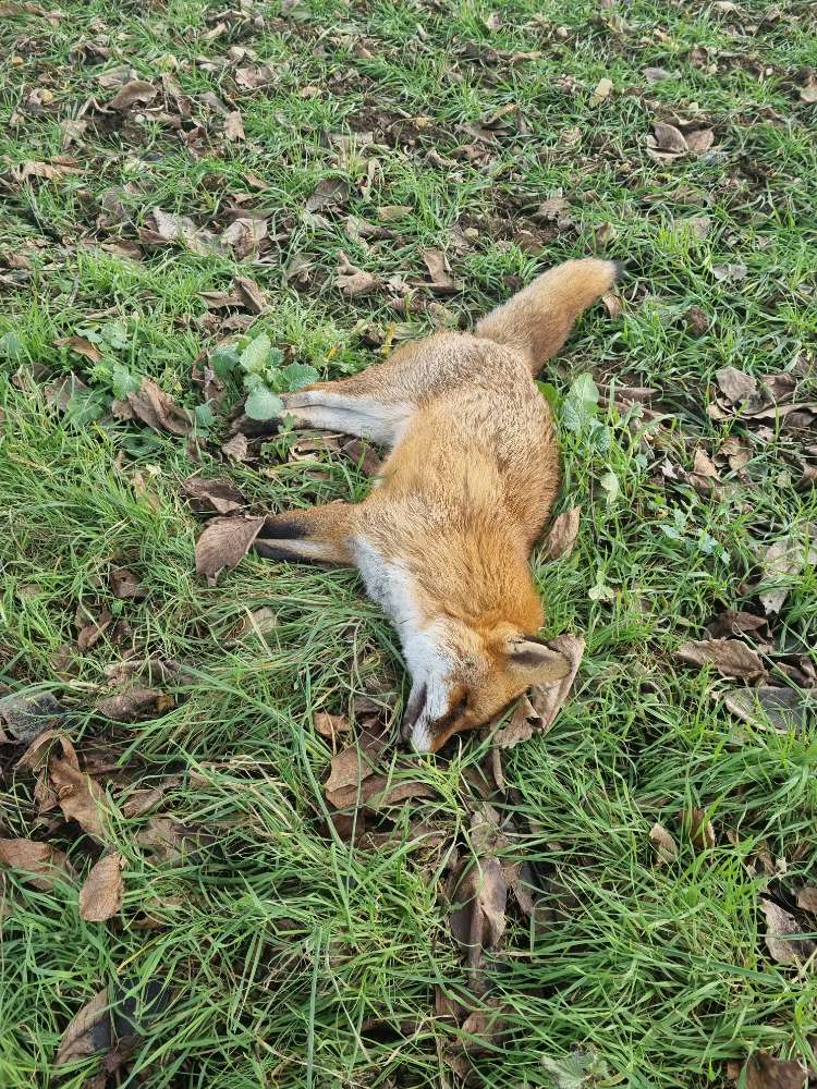 Giftköder-Toter Fuchs-Profilbild