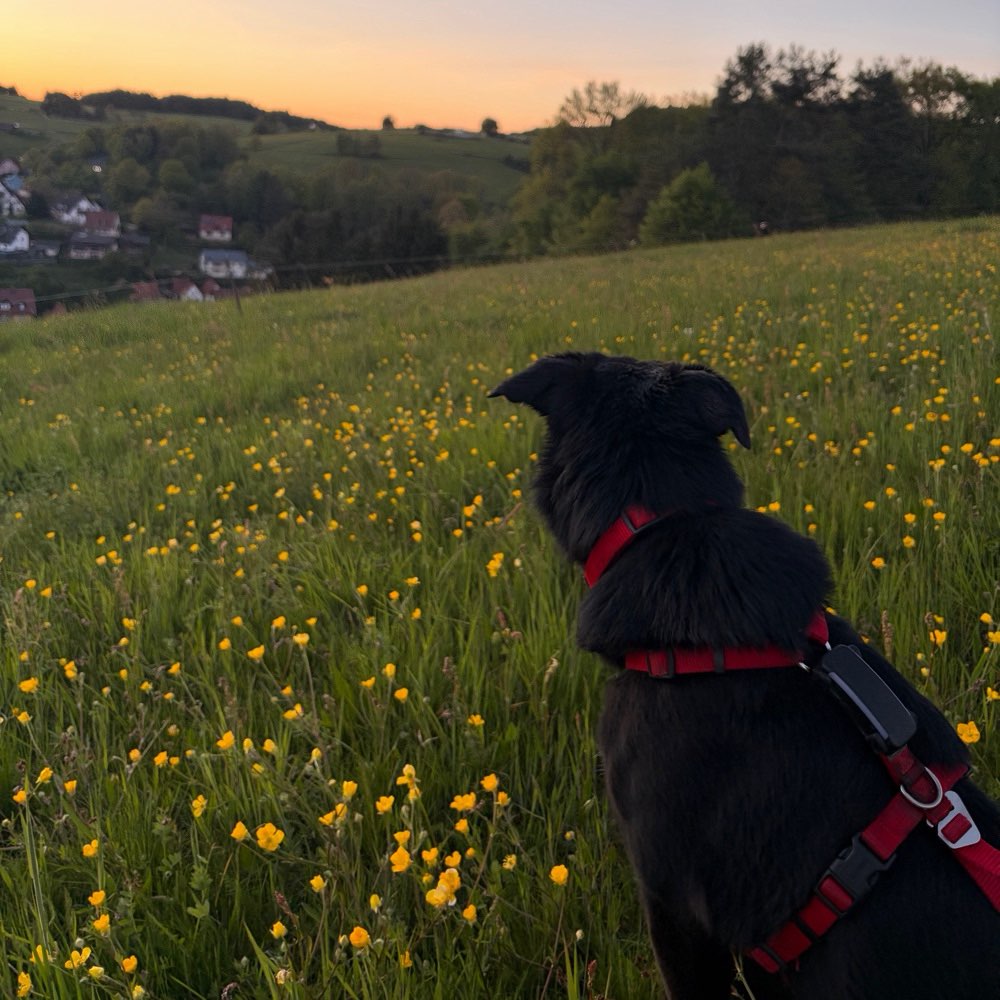 Hundetreffen-Hundefreundschaften knüpfen/gemeinsames Gassi-Profilbild