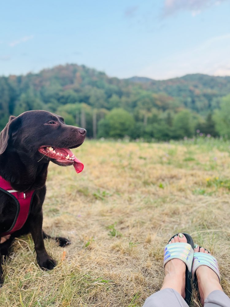 Hundetreffen-Gassigehen in Bensheim Zell/Gronau-Profilbild