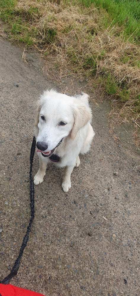 Hundetreffen-Maya sucht einen Spielgefährten-Profilbild