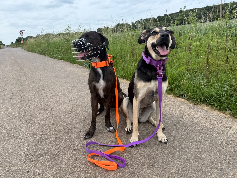 Hundetreffen-Spazieren/training/spielen-Profilbild