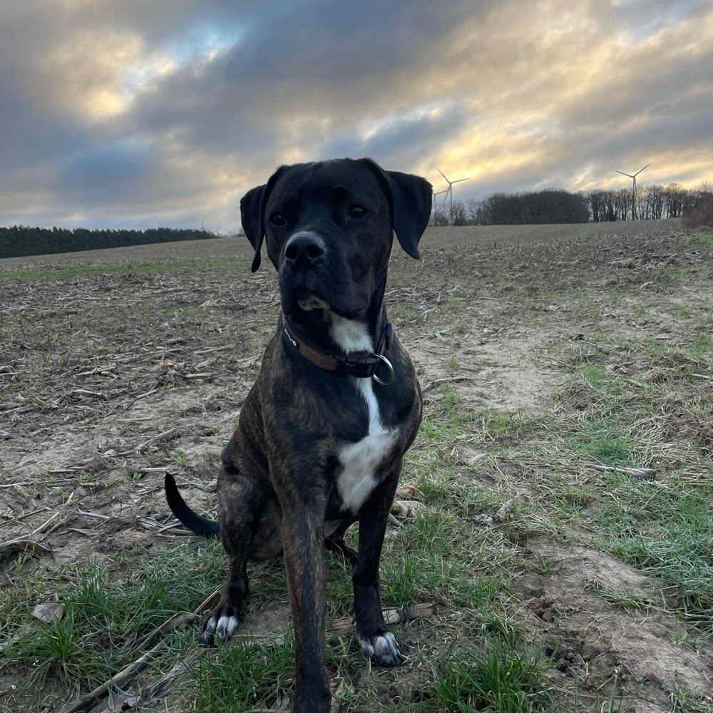 Hundetreffen-Spieltreffen-Profilbild