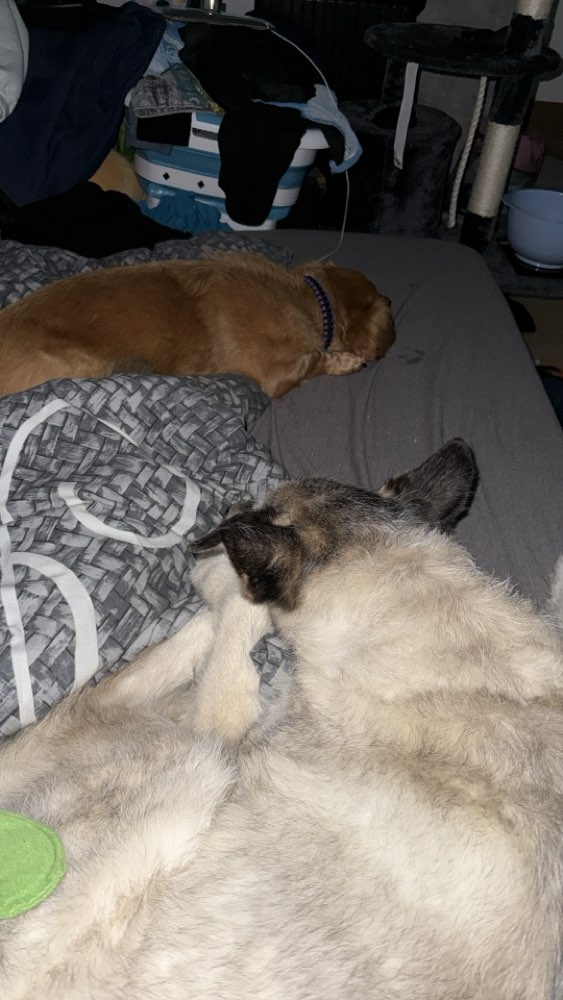 Hundetreffen-Spiel und Training-Profilbild