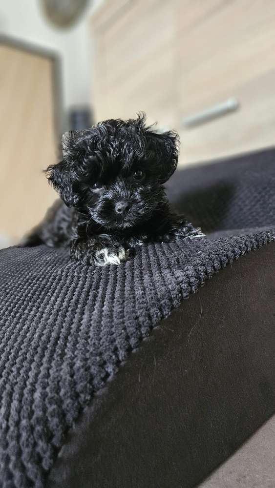 Hundetreffen-Gassi-Lernbuddy gesucht-Profilbild