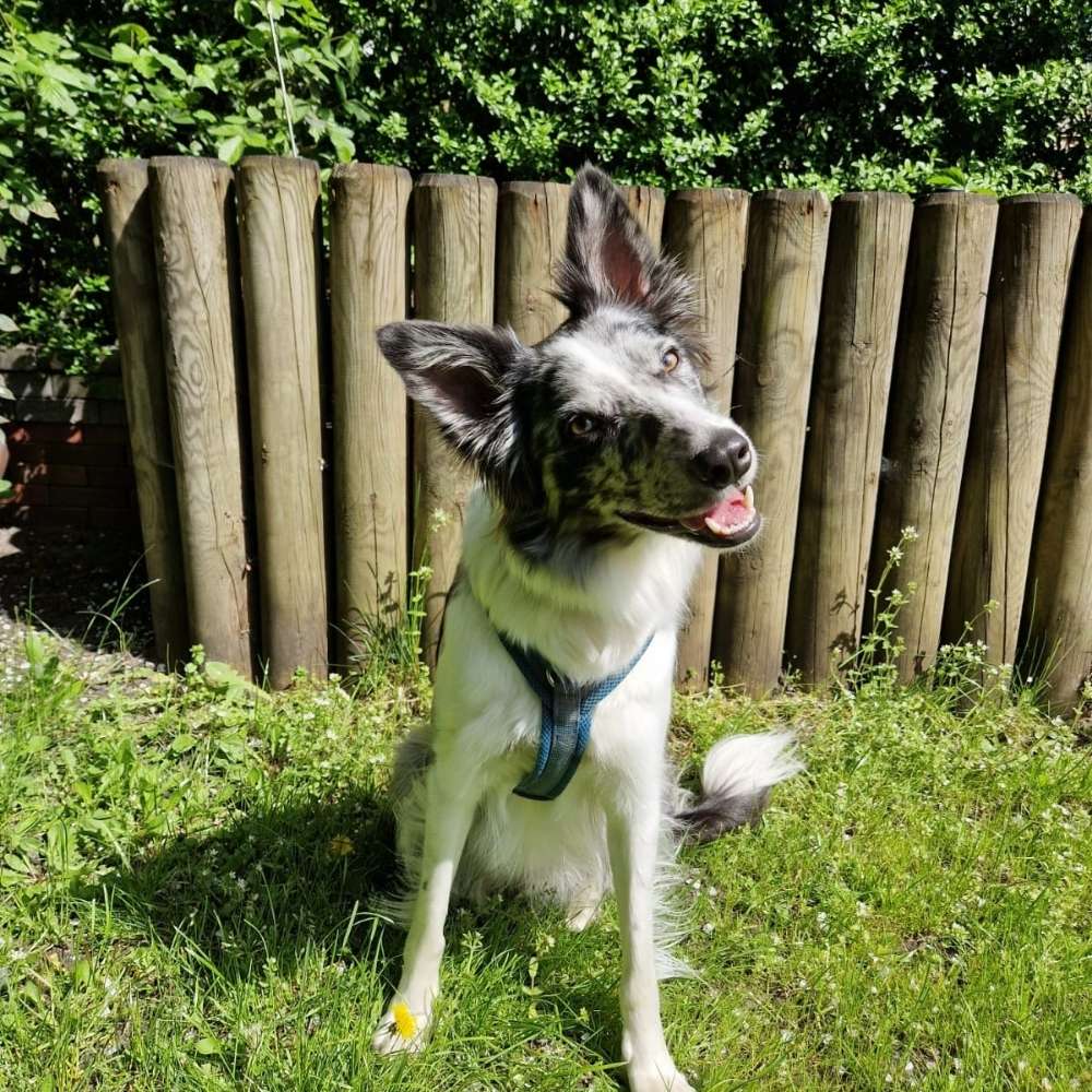 Hundetreffen-Hundetreffen am Wochenende-Profilbild