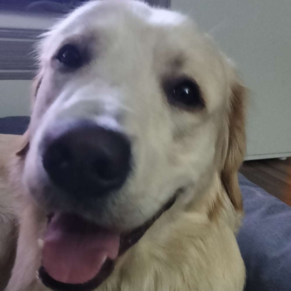 Hundetreffen-Potsdam - Waldstadt Freunde fürs Gassi und Spiel-Profilbild