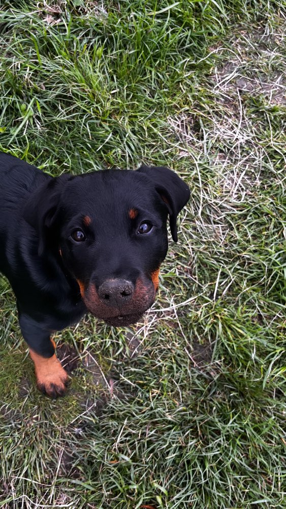 Hundetreffen-Spiel und Spaß gesucht :)-Profilbild