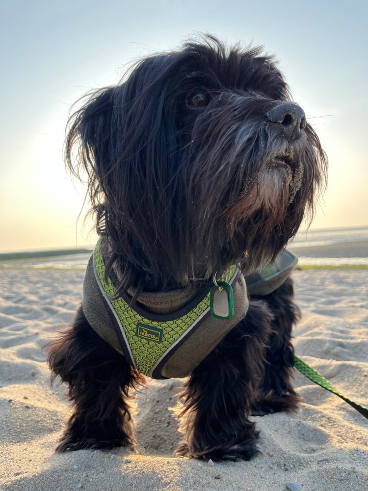 Hundetreffen-Spielpartner gesucht-Profilbild