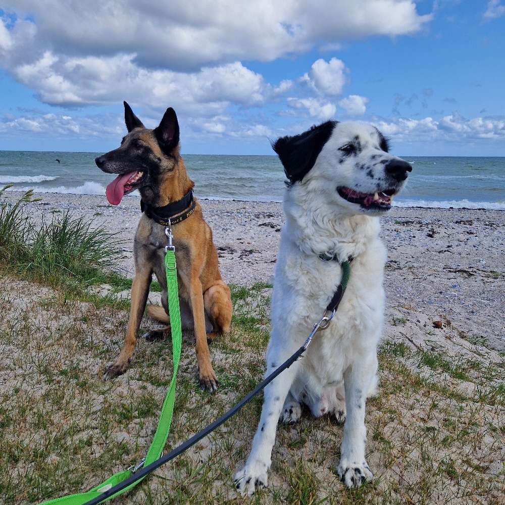 Hundetreffen-Social Walks (Hundetraining Shadow Dogs)-Profilbild