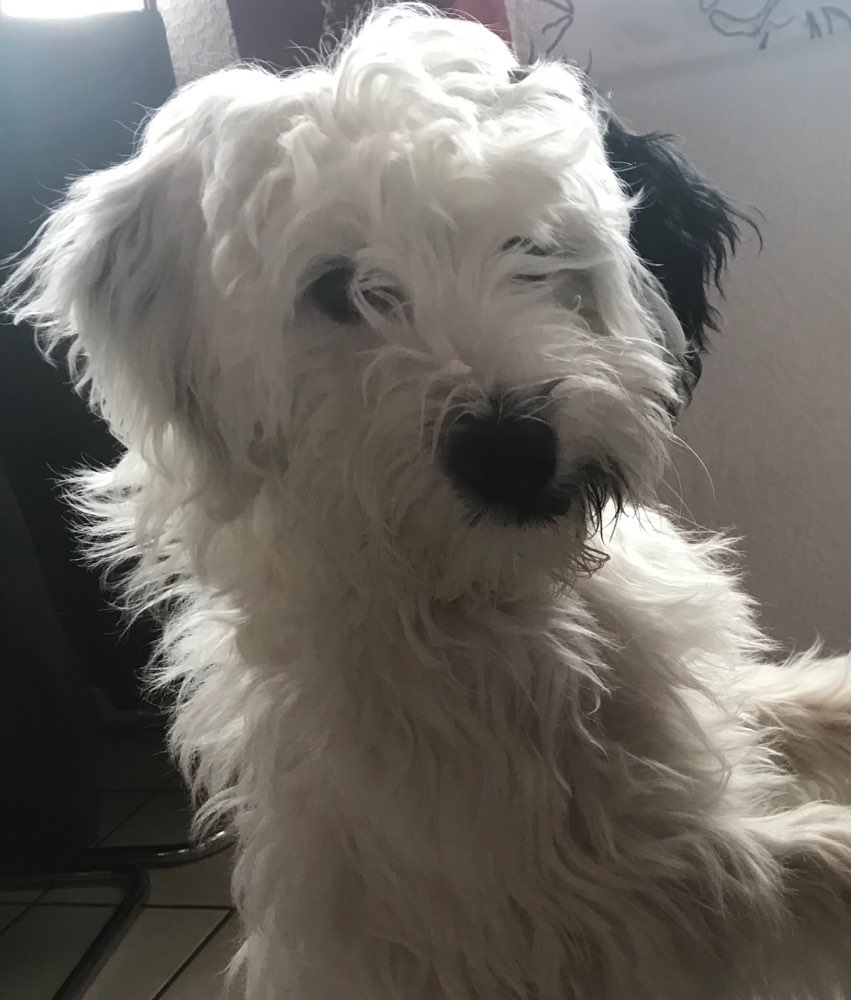 Hundetreffen-Welpentreffen nach Absprache oder gemeinsames gassigehen-Profilbild