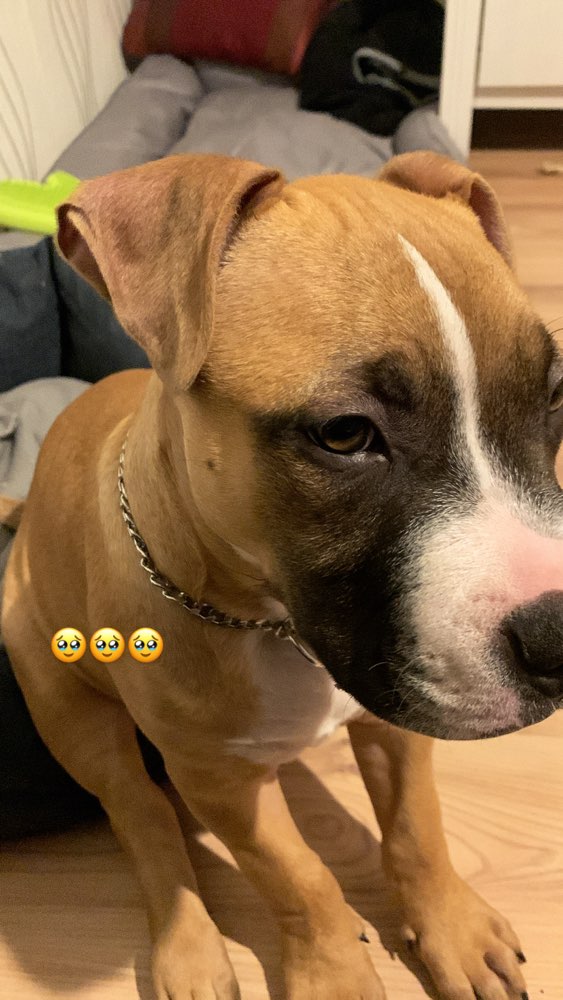 Hundetreffen-Spiel & Spaziergänge 🐶-Profilbild