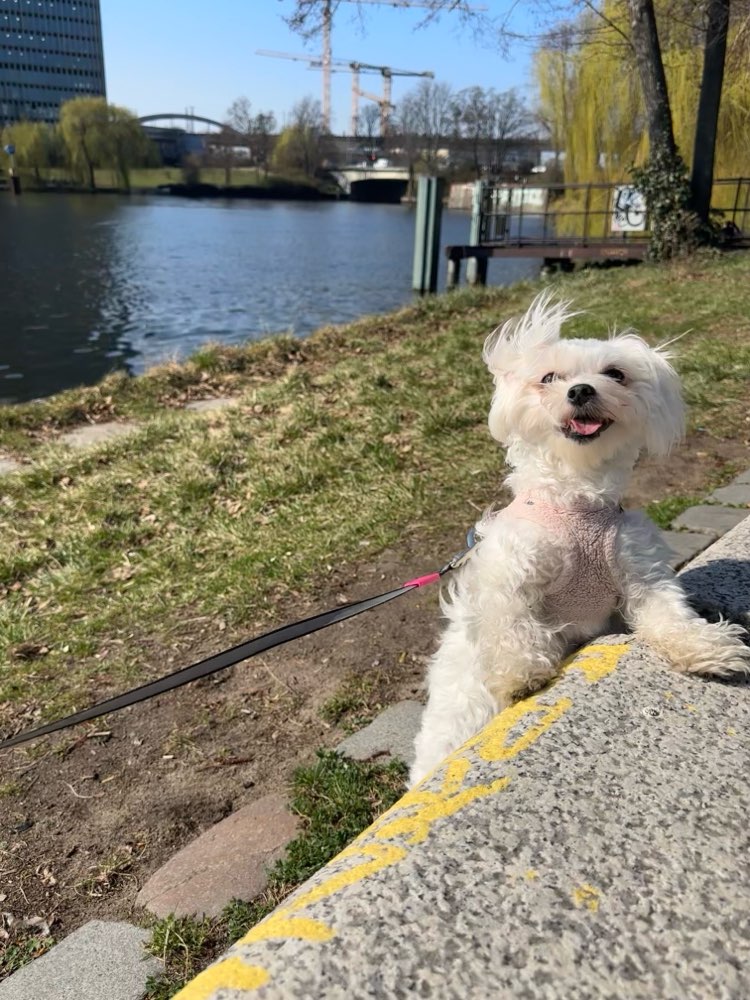Hundetreffen-Walk date-Profilbild