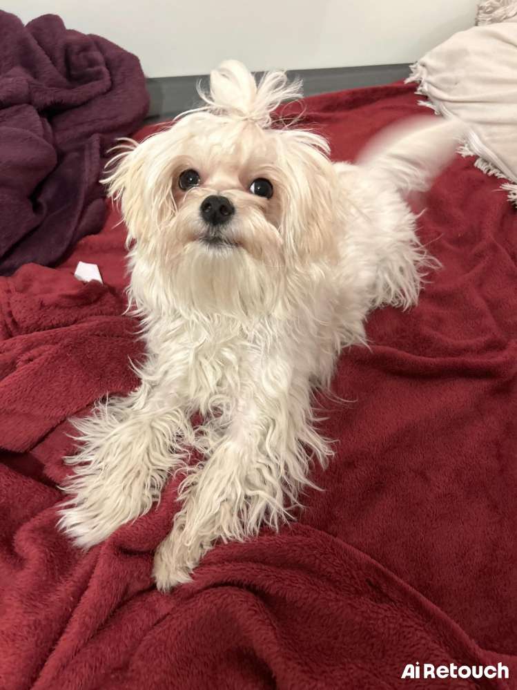 Hundetreffen-Puppy playdate-Profilbild