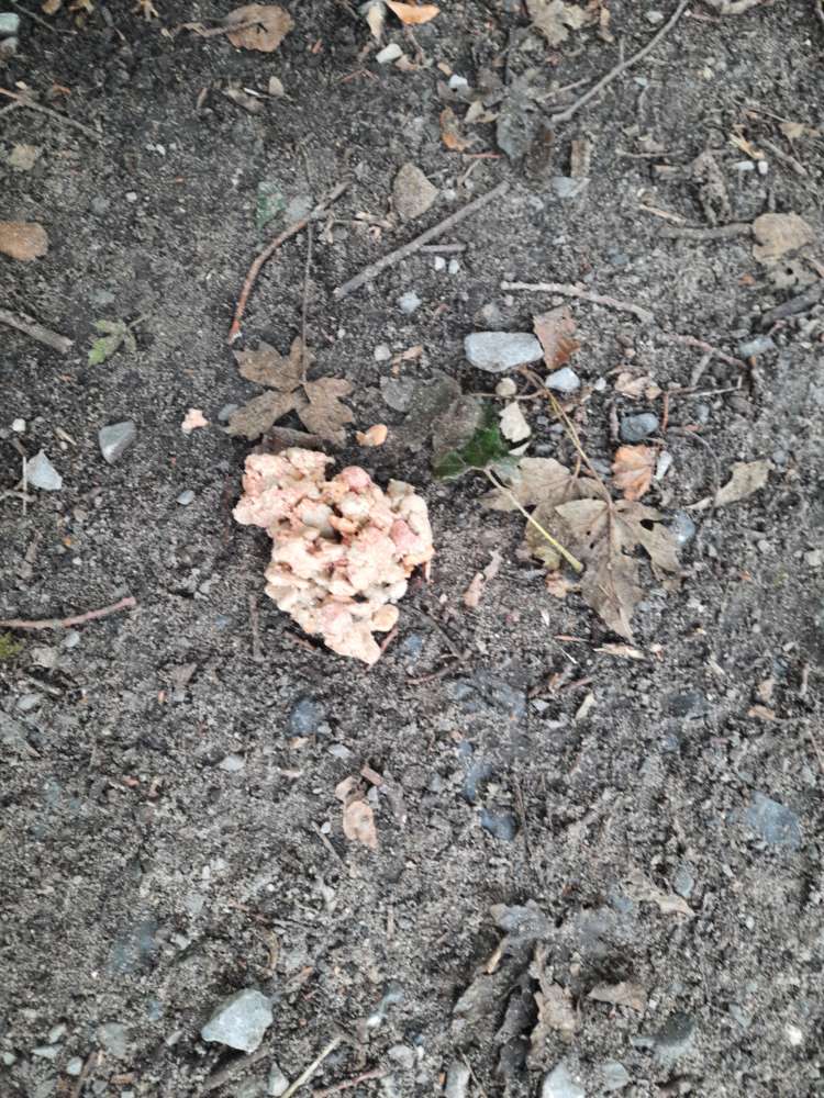 Giftköder-Möglicher Giftköder-Profilbild