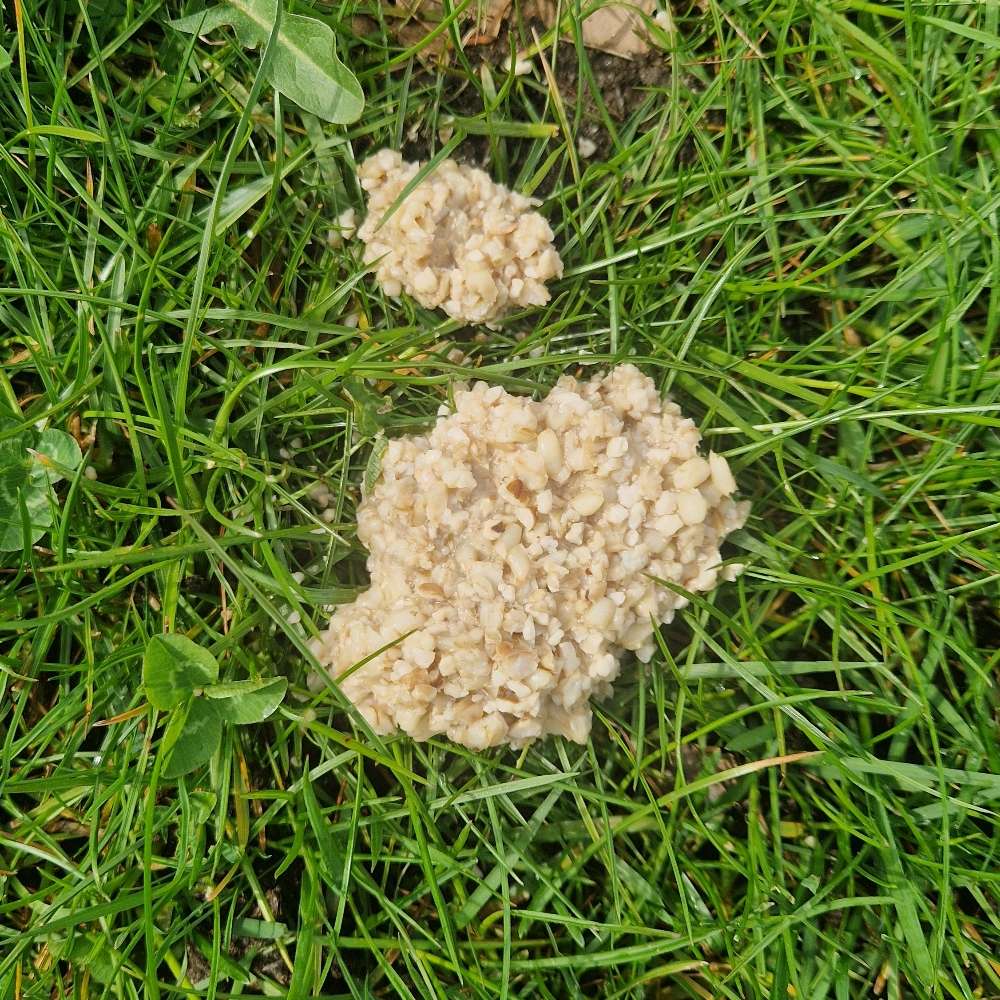 Giftköder-Möglicher Giftköder-Profilbild