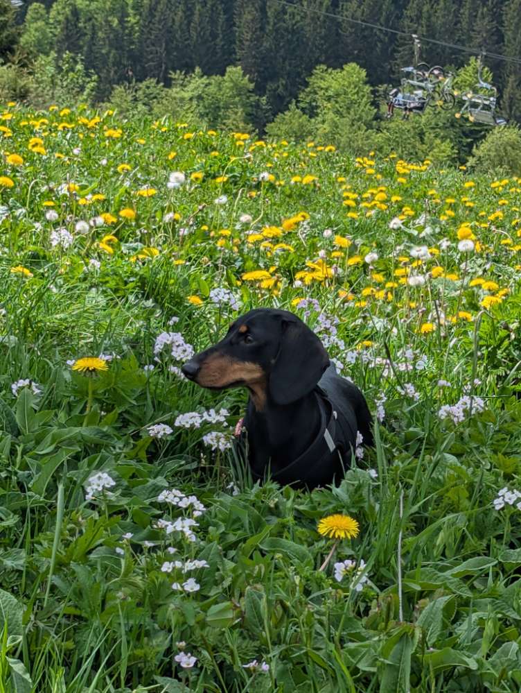 Hundetreffen-Dackel-Treff MöWa-Profilbild