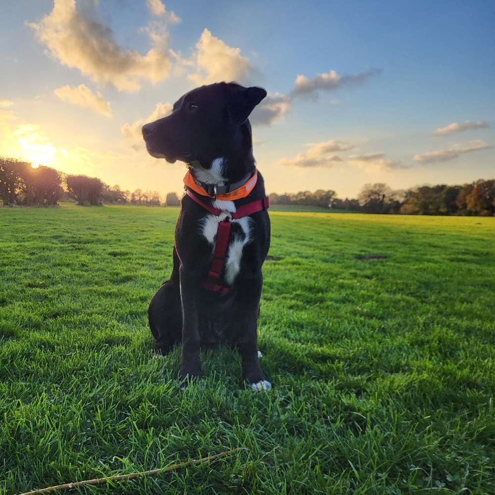 Hundetreffen-Gemeinsamer Spaziergang-Profilbild