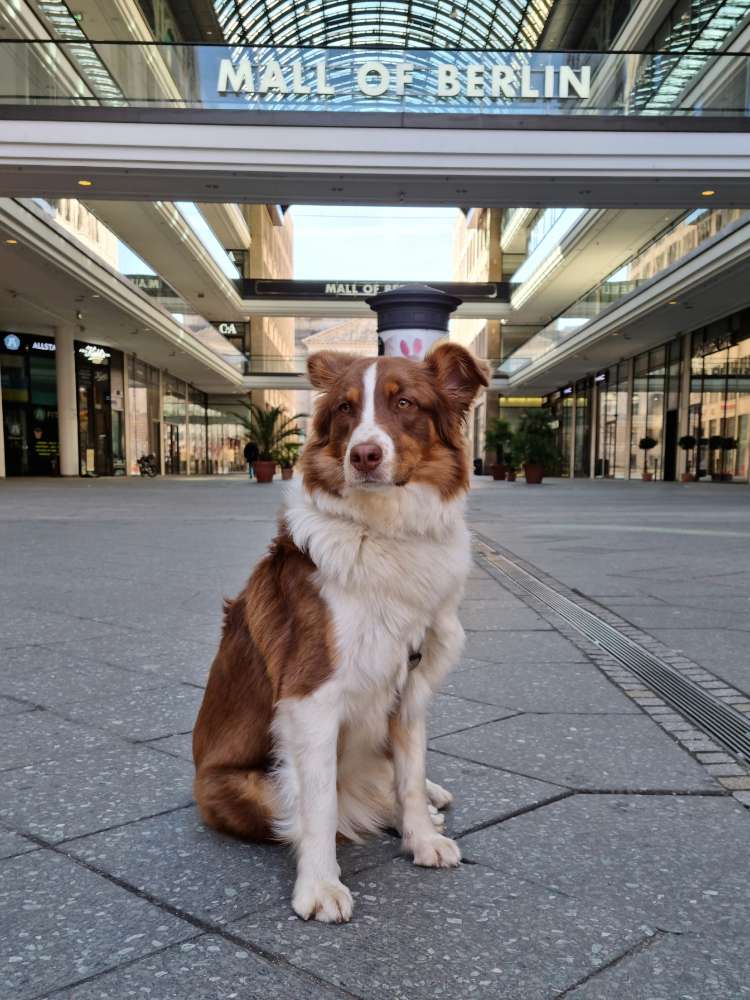Hundetreffen-Abendliches Spielen-Profilbild