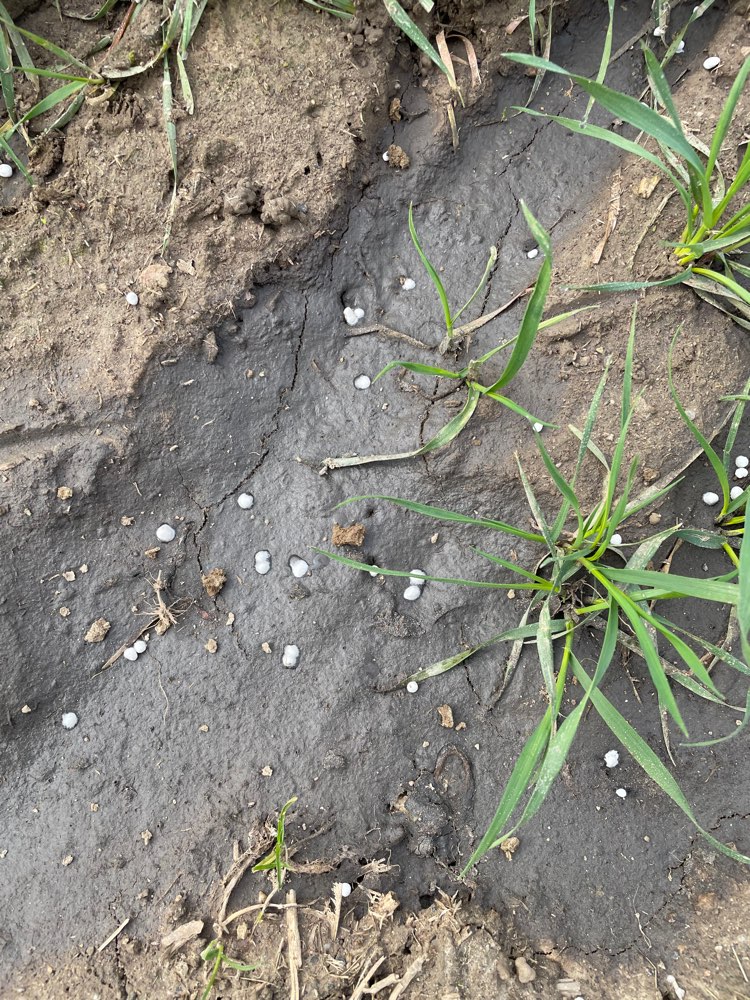 Giftköder-Gülle und sehr viel Dünger !!!!-Profilbild