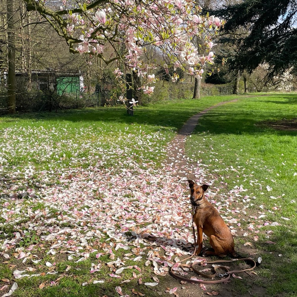 Hundetreffen-Social Walks & langsames Antasten-Profilbild