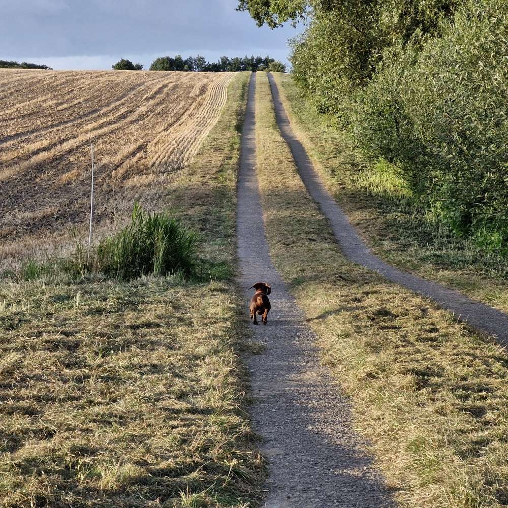 Hundetreffen-Kleinhunde Spielgruppe, bis ca. 7 kg !!!-Profilbild