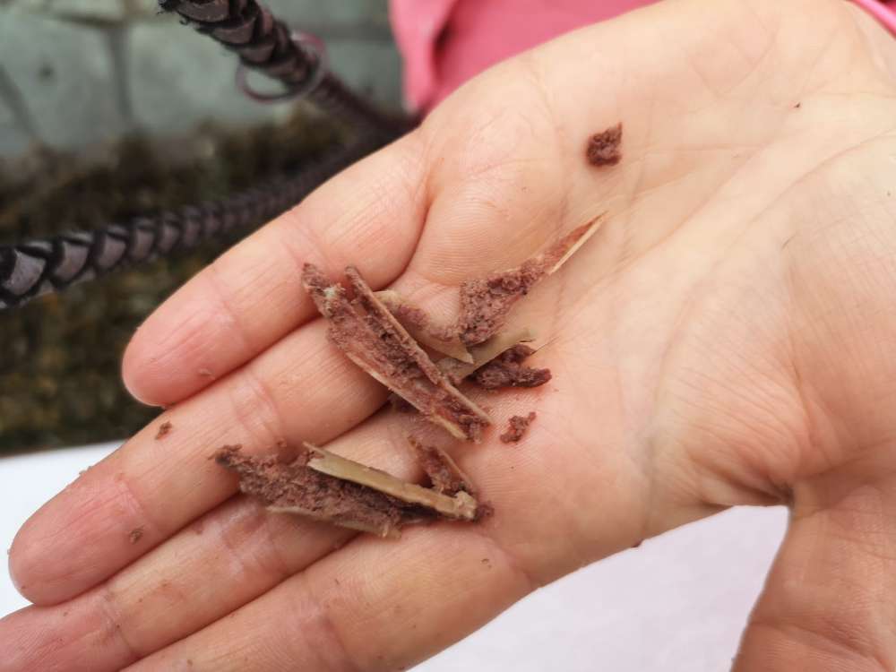 Giftköder-Evtl. Giftköder!-Profilbild