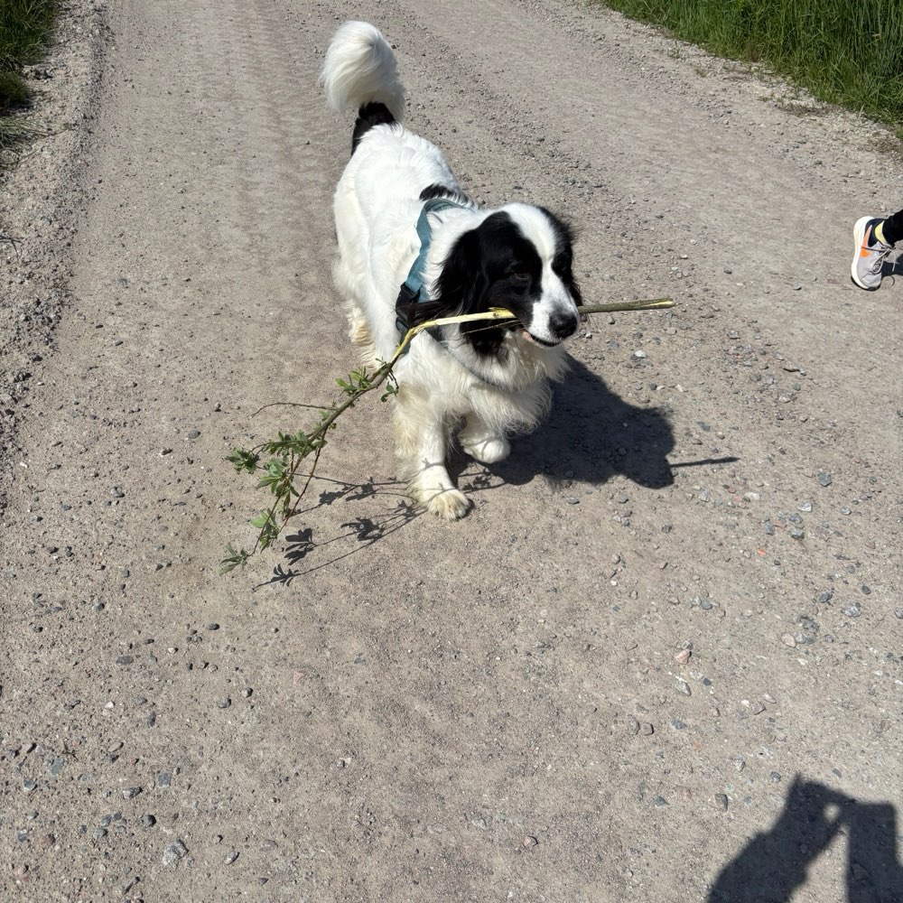 Hundetreffen-Gassigesellschaft gesucht-Profilbild