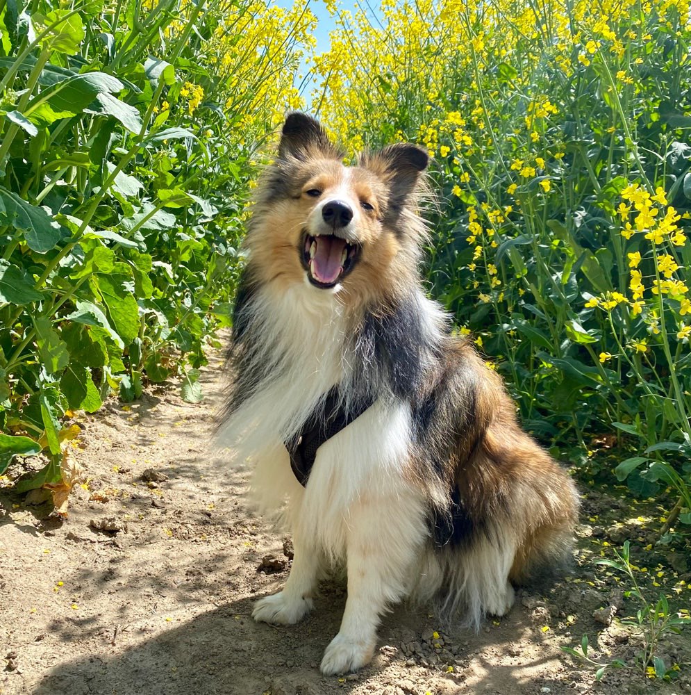 Hundetreffen-Leinenspaziergang-Profilbild