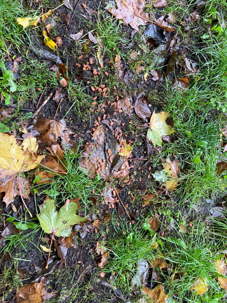 Giftköder-Ausgelegte Leckerlies im Laub-Profilbild