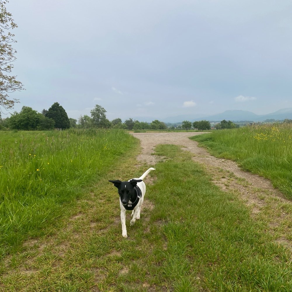 Hundetreffen-Hundetreffen-Profilbild