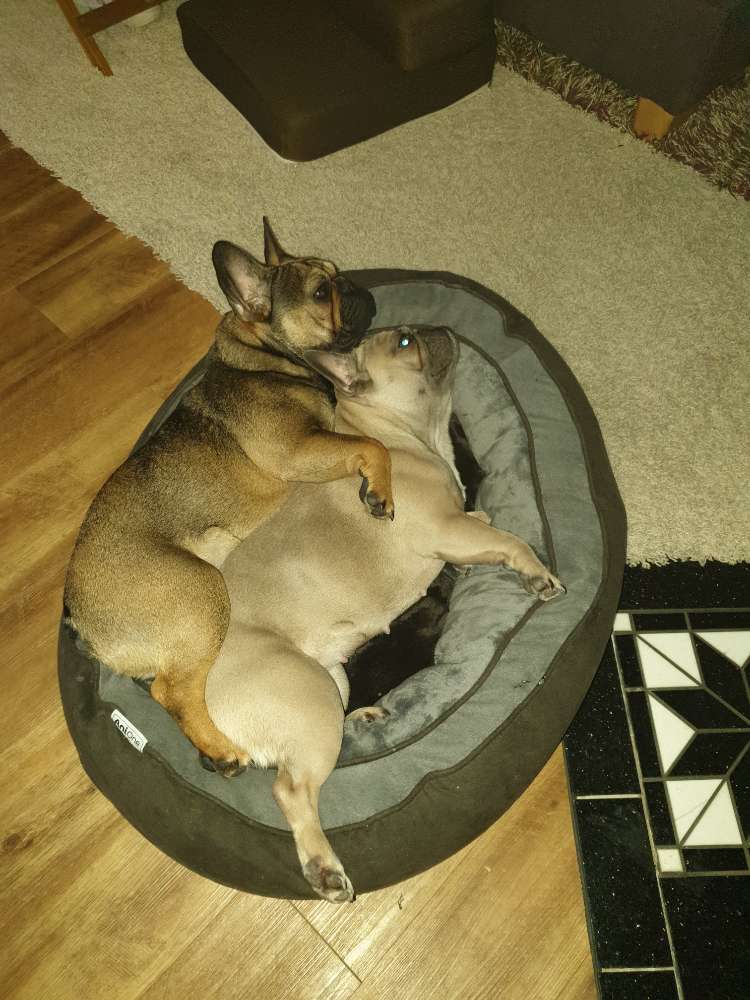 Hundetreffen-Französische Bulldoggen - Freunde-Profilbild