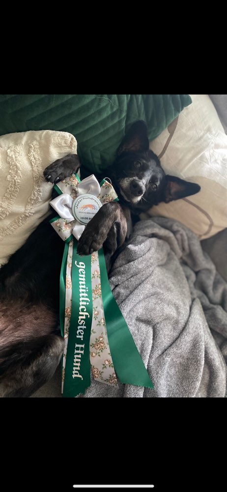 Hundetreffen-Spazieren mit Archie & gegenseitige Hundebetreuung-Profilbild