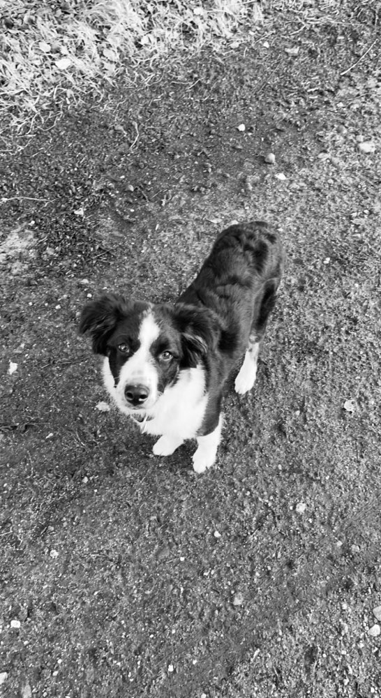 Hundetreffen-Gassi und spielen-Profilbild