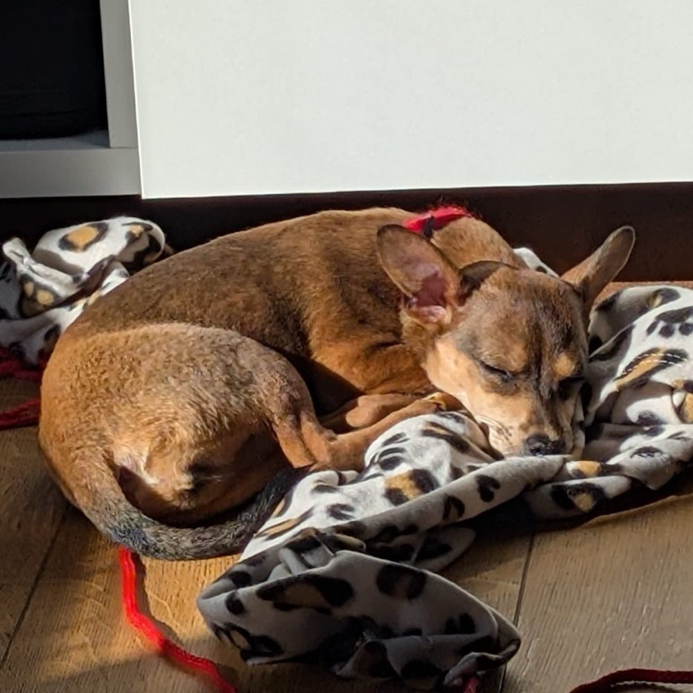 Hundetreffen-Gemeinsame Spaziergänge und natürlich Toben-Profilbild