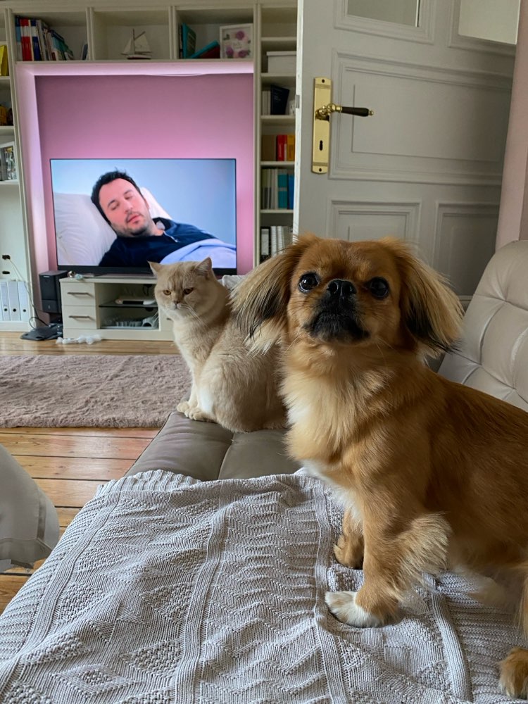 Hundetreffen-Suchen Spielkameraden-Profilbild