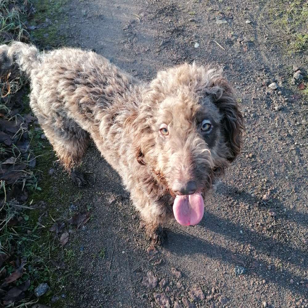 Hundetreffen-Spielfreund gesucht und Gassibegleiter-Profilbild