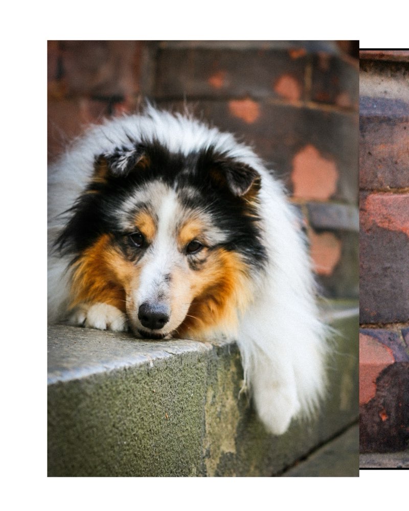 Hundetreffen-Social Walks und Trainingspartner-Profilbild