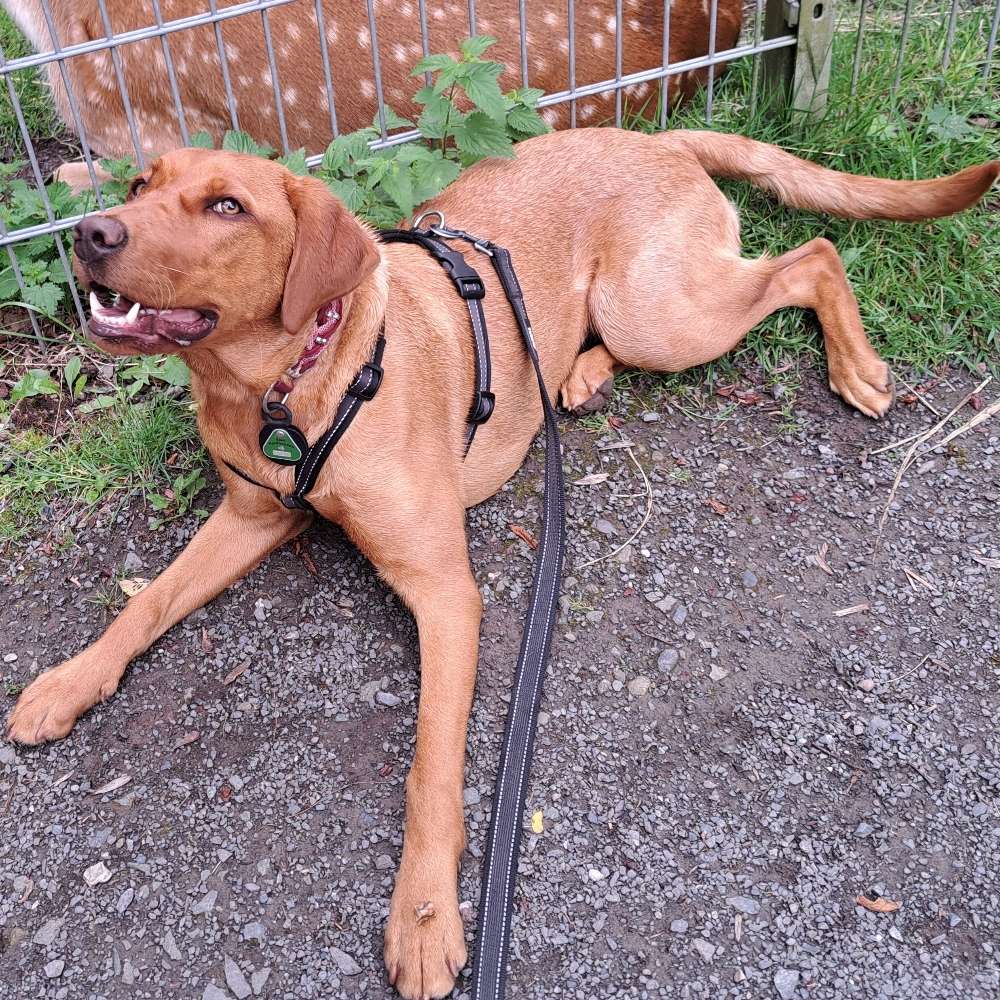 Hundetreffen-Welpentreffen/ Junghundtreffen-Profilbild