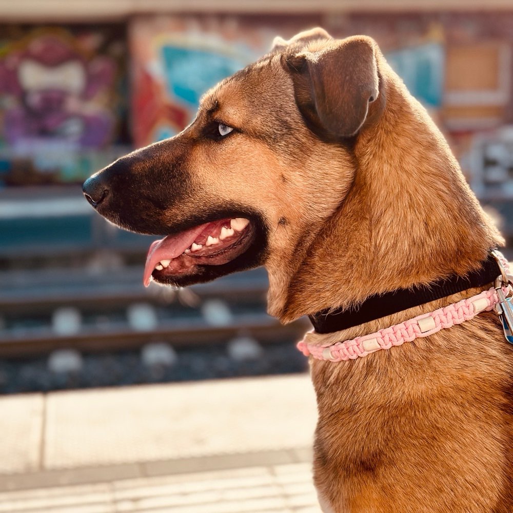 Hundetreffen-Freunde gesucht-Profilbild