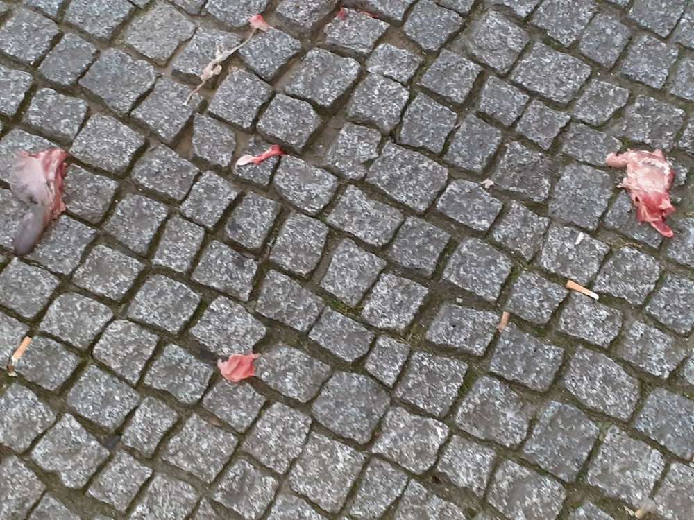 Giftköder-(Vermute) Giftiges rohes Fleisch Beussel-Profilbild
